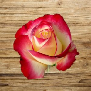 rosier double delight fan d plantes