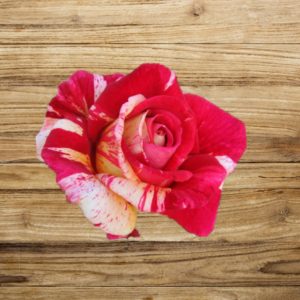 rosier brocéliande fan d plantes